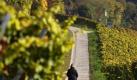 Ein Spaziergang durch den Weinberg macht Spaß. Frauchen sollte allerdings darauf achten, dass ihr Vierbeiner keine Trauben isst. (Bild: dpa) Foto: dpa