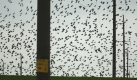 A flock of European starlings massing in the sky near village of Trostyanka, some 160 km (100 miles) west of Minsk, Belarus, Saturday, Sept. 26, 2009. (AP Photo/Sergei Grits) Foto: ap