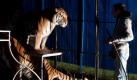 Tiger-Dompteur Christian Walliser spricht sich trotz einer lebensgefährlichen Attacke seiner Katzen gegen ein geplantes Verbot von Wildtieren in Zirkusmanegen aus. Statt dessen verlangte der Besitzer von elf sibirischen Tigern eine strenger Kontrolle der Tierhalter. Der heute 30 -Jährige wurde im Dezember 2009 von drei seiner Tiger angefallen. Dabei biss ihm ein Tiger in den Kopf, ein anderes Tier riss ihm die Hand ab und brach ihm die Hüfte. Foto: dapd
