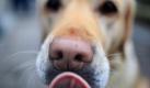 Wenn Hunde oder Katzen ein Kind im Gesicht ablecken, können sie Krankheitserreger übertragen. (Bild: dpa) Foto: dpa