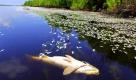Tote Fische treiben nördlich von Pointe A La Hache im Wasser. Noch ist unklar, warum die Tiere verendeten. Louisiana Wildlife und Fisheries untersuchen, ob das Fischsterben mit der Ölkatastrophe im Golf von Mexiko zusammenhängt. Foto: ap