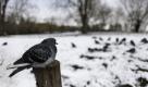 Auch bei den Briten hat Väterchen Frost voll zugeschlagen. Hier sitzt eine Taube die klirrende Kälte in einem Londoner Stadtpark aus. Hoffentlich sitzt sie nicht mehr lange ... Foto: ap