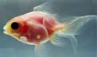 Japanische Forscher haben einen transparenten Goldfisch gezüchtet. Die durchsichtigen Fische können bis zu 25 Zentimeter lang und fast zwei Kilogramm schwer werden. Zweck der durchsichtigen Tierchen: Für wissenschaftliche Beobachtungen an den Organen und Venen müssen die Goldfische nun nicht mehr getötet werden. Foto: dpa