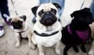 Möpse sitzen beim Hundefest «St. Wauli» auf dem Heiligengeistfeld in Hamburg zusammen. Nach Angaben des Industrieverbands Heimtierbedarf wurden 2010 in Deutschland 22,3 Millionen Haustiere gehalten, darunter 5,3 Millionen Hunde. Foto: dapd