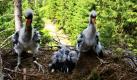 Flauschig, schwarz und registriert: Drei junge Schwarzstörche sitzen im Landkreis Kronach nach der Beringung in ihrem Horst. Rund 30 Brutpaare von Schwarzstörchen haben Vogelschützer in den letzten Jahren allein in der Grenzregion zwischen Thüringen und Franken gezählt, Tendenz steigend. Höchstens 600 Paare kommen in den Sommermonaten nach Deutschland zu Besuch.  Foto: dapd