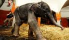 Das Elefantenbaby Jamuna Toni geht in seinem Gehege imHellabrunner Tierpark in München spazieren. Das Elefantenmädchen sorgt wie viele andere Tierbabys in deutschen Zoos für ein kräftiges Umsatzplus. Foto: dpa