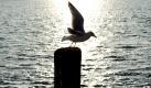 Eine Möwe startet im Morgenlicht an der Kieler Förde zu einem Flug. Der Wochenanfang zeigt sich im Norden durchweg sonnig. Die Höchsttemperaturen sollen 19 Grad erreichen, Regen wird nicht erwartet. Foto: dpa