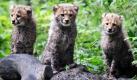 Im Mai wurden im Wuppertaler Zoo drei Geparden geboren. Die kleinen Welpen durften heute erstmals auf das Außengehege. Neugierig   tapsten die Mini-Raubkatzen durch die Anlage. Foto: dapd