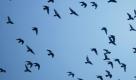 Wie Wissenschaftler herausgefunden haben, wechseln die Anführer eines Taubenschwarms regelmäßig. Dabei hat so gut wie jedes Tier die Chance, einmal der Vogel zu werden, der die Richtung vorgibt. Allerdings besteht eine Rangordnung. Vögel, die näher an der Spitze des Schwarms fliegen, werden auch eher zum Anführer. Foto: dpa