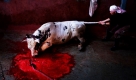 Ein palästinensischer Mann zieht in Jabaiya, Gazastreifen, einen Bullen am Schwanz, während er ihn ausbluten lässt. Muslime auf der ganzen Welt opfern Tiere zum Opferfest Eid al-Adha. Foto: ap