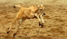 Die Babyantilope Bali erkundet mit großen Sprüngen im Zoo von Oakland ihre Umgebung. Bali kam am 21. April in dem kalifornischen Zoo zur Welt. Foto: ap