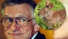 Sylvilagus palustris hefneri: Ein Hase - Was sonst? Benannt nach dem Playboy-Gründer und leidenschaftlichen Hasenhalter Hugh Hefner. Foto: wikipedia, dpa