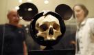 Diamantenschädel, Micky-Maus-Schädel, Voodoo-Schädel - das menschliche Haupt in allen Deutungen und Funktionen ist vom 26. Mai bis 14. Oktober in der Ausstellung «Schädelkult» auf Schloss Gottorf in Schleswig zu sehen. Foto: Christian Charisius Foto: dpa