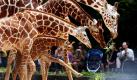 Viel Aufmerksamkeit für den Sprössling: Das vierzehn Tage alte Giraffenkind Manya erkundet im Zoologischen Garten in Köln mit seiner Familie das Gehege. Foto: ap
