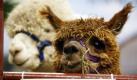 Das Geschehen fest im Blick haben zwei Alpaka-Weibchen in Peacham. Bei der 76. Vermont Farm Show werden 200 mehr oder weniger typische Farmtiere ausgestellt.
 Foto: ap