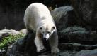 Fauchend vertreibt die 24-jährige Eisbärenmutter Tosca im Zoo in Berlin Sohn Knut (vorn). Gestern wurde die Mutter des einst so beliebten Pelztiers ebenfalls in das große Gehege gelassen. Nicht zur Freude ihres Sohnes: Der ist zurzeit ein wenig ängstlich, weil er von ihr in die Schranken verwiesen wurde.  Foto: dpa