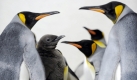 Nach fünf Jahren ohne Nachkommen wurden zwei Königspinguine im Züricher Zoo geboren. Foto: dpa