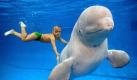 Yang Yang, a three-year-old Chinese boy, swims with a white beluga whale at an oceanarium in Qingdao, eastern China's Shandong province, 29 May 2007. Yang Yang began to swim when he was one year old and he always wanted to swim with marine animals His dream came true by help of oceanarium's staff ahead of the coming International Children's Day on 01 June. Foto: dpa
