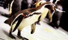 Mit neun Humboldt-Pinguinen hat das Ozeaneum in Stralsund Zuwachs erhalten. Die Tiere stammen aus den Zoos in Schwerin und Rostock und kommen zunächst für vier Wochen in Quarantäne. Sie sollen im Juli ihr neues Domizil auf dem Dach des Ozeaneums beziehen. Derzeit wird das 120.000 Liter-Becken mit integriertem Felsen für die aus Südamerika stammenden Schwimmer hergerichtet. Foto: dpa