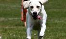 Rebekah Reaves hält ihren drei Jahre alten Hund Scout im Spotts Park in Houston beim Ballspielen ganz schön auf Trab. Den Labrador Retriever freut's, bei Temperaturen um die 20 Grad ist er eh am liebsten draußen. Foto: ap