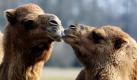 Kuscheleinheiten gibt es im Tierpark Friedrichfelde in Berlin genug: Diese zwei Kamele geben sich jedenfalls gern mal ein Küsschen. Foto: dpa