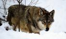 In Oberbayern treibt sich ein wilder Wolf herum. Das Tier wurde anhand seiner Bissspuren an einem toten Reh identifiziert. Das bayrische Umweltministerium informierte Landwirte und Jäger. Solange der Wolf keine Nutztiere reißt, hat er jedoch nichts zu befürchten. Foto: ddp
