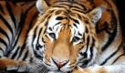 Der Sibirische Tiger Igor liegt in seiner Innenanlage im Zoo in Landau. Seit Januar ist die Einrichtung um eine Attraktion und eine hochbedrohte Tierart reicher: Zwei der Großkatzen fanden im Rahmen des Europäischen Erhaltungszuchtprogramms (EEP) in Landau ein neues Zuhause. Foto: dpa