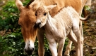 Ein Jungtier der Persischen Halbesel (Equus hemionus onager) steht in Köln im Zoo in seinem Gehege neben einem erwachsenen Tier. Der Zoologische Garten Köln präsentierte den Nachwuchs der Onager. Die beiden Jungtiere Sadri und Jafar kamen innerhalb eines Monats zur Welt. Sadri wurde am 29. September und Jafar am 11. Oktober 2009 geboren. Foto: ddp