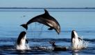 Forscher haben vor der Küste Australiens ein neue Delphin-Art entdeckt. Ursprünglich glaubten die Forscher, dass die rund 150 Tiere zu einer schon bekannten Art der Säugetiere gehören. Genaue Analysen des Schädels und der DNA ergaben allerdings abweichende Merkmale. Die Entdecker tauften die neue Art Tursiops Australis. Foto: dpa