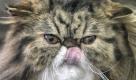 In Bukarest/Rumänien findet derzeit ein internationaler Schönheitswettbewerb für Katzen statt. Ob diese Perserkatze Chancen hat, bleibt abzuwarten. Foto: dapd