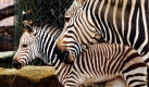 Das Bergzebra Frauke steht mit seiner Mutter Belinda in einem Gehege im Zoo Hannover.  Das Bergzebra wurde am 20. Oktober 2009 geboren, vier Jahre musste der Zoo auf Nachwuchs warten. Foto: dpa