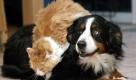 ARCHIV: Der Maine-Coon Kater Henry klettert ueber die Berner Sennenhuendin Nelly in Borken (Foto vom 07.01.04). Hunde und Katzen sind die beliebtesten Haustiere der Menschen. Waehrend Hunde haeufig aufs Wort folgen, interessieren sich Katzen aber wenig dafuer, was wir von ihnen wollen. Doch warum ist das so? Warum sind Hunde so gehorsam und Katzen eher eigensinnig? (zu ddp-Text) Foto: Kirsten Neumann/ddp Foto: ddp