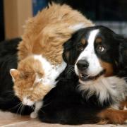 Gourmetfressen für Hund und Katz (Foto)