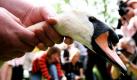 In England hat die jährliche Zählung der Schwäne auf der Themse begonnen. Die fünftägige Aktion von Angestellten des Königshauses soll seit dem Mittelalter sicherstellen, dass der Vogelbestand erhalten bleibt. Das Königshaus beansprucht seit dem 12. Jahrhundert das Eigentumsrecht für alle Höckerschwäne auf den Wasserwegen des Landes. Die Vögel wurden früher als Delikatessen bei königlichen Festmahlen serviert. Heute werden die Schwäne zwar immer noch gezählt - aber nicht mehr gegessen.  Foto: dpa