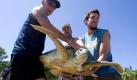 Foreign tourists carry a giant sea turtle to be released at the famed Kuta beach on the Indonesian island of Bali on Thursday, May 20, 2010. They were helping Balinese police, who seized some 70 illegal sea turtles on Wednesday, release some of them back to the sea. (AP Photo/Firdia Lisnawati) Foto: AP /Firdia Lisnawati