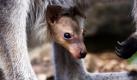 Ganz unschuldig mit großen Knopfaugen: Das eine Woche alte Känguruh-Junge Hanna der Gattung Wallaby, einer kleinen Känguruh-Art, macht erste Entdeckungen aus der sicheren Obhut des Beutels seiner Mutter Sweat-pea im Taronga Zoo in Sydney. Die vergangenen zwei Monate hat Zoo-Fotografin Lorinda Taylor Fotos von der Entwicklung des possierlichen Tieres eingefangen. Foto: dpa