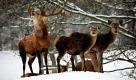Ein Hirsch steht im Schwentinepark in der Nähe des schleswig-holsteinischen Schwentinental röhrend neben weiblichen Tieren im Schnee. Für die Wildtiere erschwert der anhaltende Frost und der schneebedeckte Boden die Futtersuche dramatisch.  Foto: dpa