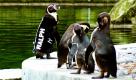 Der Pinguin Ralph im Zoo von Hampshire trägt einen Neoprenanzug. Der bequemere und schickere Anzug soll den Vogel im Sommer vor Sonnenbrand schützen, teilte der Tierpark Marwell Wildlife im südenglischen Hampshire mit. Der jährliche Wechsel des Federkleids dauert in der Regel vier bis sechs Wochen.  Doch Ralph verliert seine Federn innerhalb weniger Tage, so dass die neuen nicht schnell genug nachwachsen, und seine Haut der Sonne ausgesetzt ist. Foto: dpa