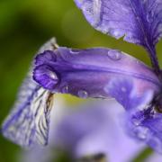 Der Regen bleibt - aber langsam etwas wärmer (Foto)