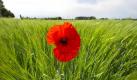 Klatschmohn ragt bei Augsburg aus einem Gerstenfeld: Bis zum kommenden Mittwoch klettern die Temperaturen im Süden Deutschlands Tag für Tag ein bisschen nach oben.
 Foto: dapd