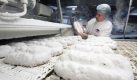 Die Firma Stollenmeister, Weltmarktführer in ihrem Segment, hat längst mit der Stollenproduktion begonnen. Lang ist es ja auch nicht mehr hin bis zur Weihnachtszeit. Foto: dpa