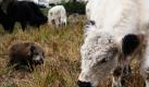 Das kleine Wildschwein Freddy Ferkel steht in einer Herde Galloway-Rinder auf einer Weide bei Waake im Landkreis Göttingen. Woher es kommt, weiß keiner. Sicher ist aber: Seit sieben Wochen lebt ein kleines Wildschwein in der Herde. Freddy, so hat Rinderhalter Bodo Bertsch aus Waake das Wildschwein genannt, habe sich die zotteligen Hochlandrinder offenbar als Familienersatz gesucht. Foto: dpa