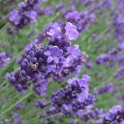 Lavendel: Schöner Anblick, vielseitige Wirkung (Foto)