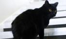 Dank vorangeschrittener Forschung kommt nun auch Oscar nicht mehr zu kurz: Der Kater trägt ein Paar Prothesen, das ihm der neuro-orthopädische Chirurg Noel Fitzpatrick im englischen Surrey schon im November an die Beine operiert hat. Oscars eigene Pfoten mussten ihm amputiert werden, als er beim Sonnen in einen Mähdrescher geriet. Das revolutionäre Implantat wird Thema einer BBC-Reportage in Großbritannien sein. Foto: ddp