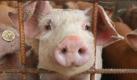 Bei einem Experiment in Innsbruck starben ein paar Schweine durch einen Überschuss an Histamin. Todesursache: Kreislaufversagen. Foto: dpa