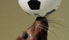  A sea lion keeps the balance of a soccer ball during a show at Shinagawa Aqua Stadium in Tokyo Tuesday, July 6, 2010. (AP Photo/Itsuo Inouye) Foto: ap