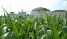 Biogasanlage im Maisfeld, Bildquelle: Agentur für Erneuerbare Energien Foto: pi