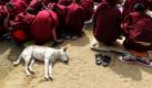 Indische Buddhisten hören der Lesung des Dalai Lamas in dem Mahabodhi Tempel in Bodh Gaya zu.  Foto: ap