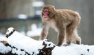 Ein Japanmakak, passenderweise auch Schneeaffe genannt, geht im Zoo in Stuttgart über einen schneebedeckten Baumstamm. 
 Foto: dpa