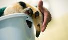 Der Südliche Tamandua (Mittlerer Ameisenbär) Juanita versucht beim Wiegen in der Futterküche des Professor-Brandes-Hauses im Zoo Dresden aus seiner Wiegeschüssel zu flüchten. Seit dem 21. März lebt das Weibchen aus Paraguay in dem sächsischen Zoo und bringt ein Gewicht von 4,9 kg auf die Waage. Derzeit leben 33 der putzigen Tiere in europäischen Zoos.  Foto: dpa